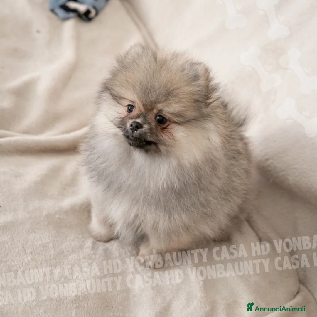 Volpino Pomerania cani in vendita: Cuccioli Spitz Nano di Pomerania - Annuncio 8