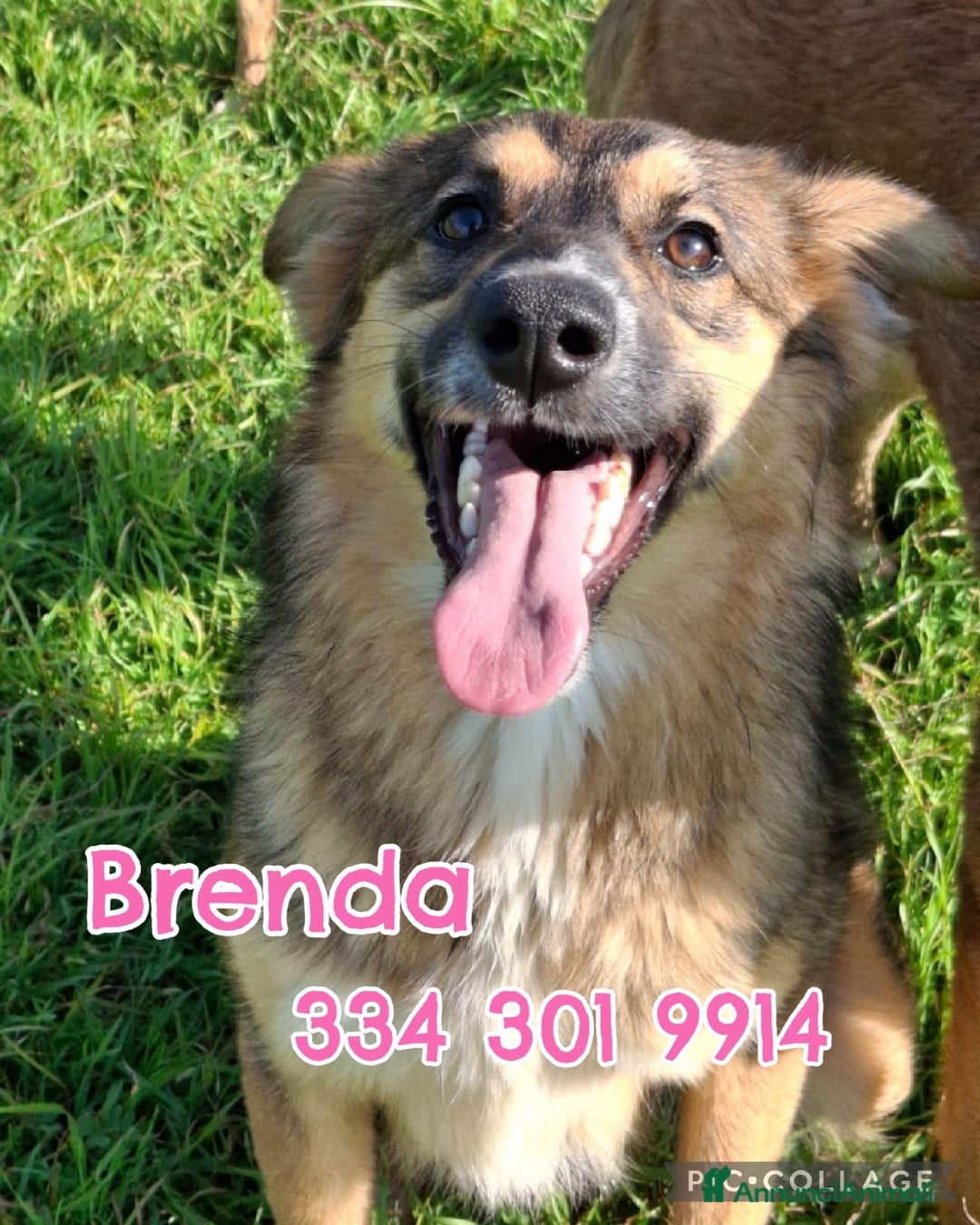 Meticcio cani in regalo: BRENDA 🩷-cucciola.La adotti?Non lasciarla nel box - Annuncio 1