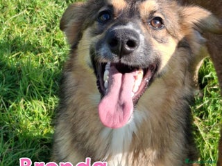 Meticcio cani BRENDA 🩷-cucciola.La adotti?Non lasciarla nel box - Annuncio 5