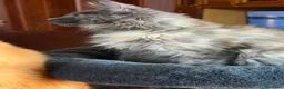 Maine Coon gatti in vendita: Gattini Maine Coon - Annuncio 25