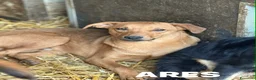 Meticcio cani in regalo: AARON e ARES, i cuccioloni più dolci e sfortunati! - Annuncio 9