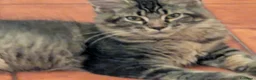 Maine Coon gatti in vendita: Maine Coon - Annuncio 11