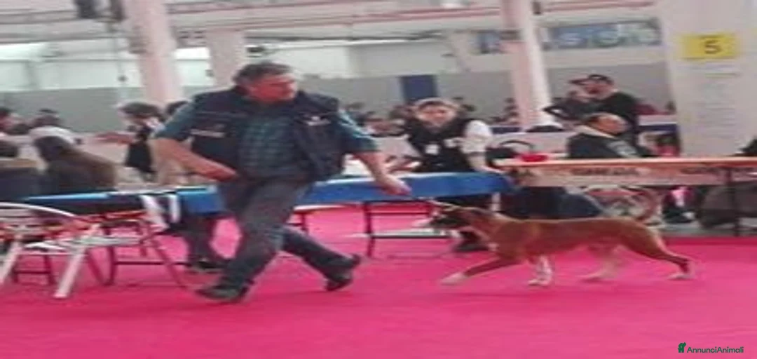 Immagine della galleria {{count}}