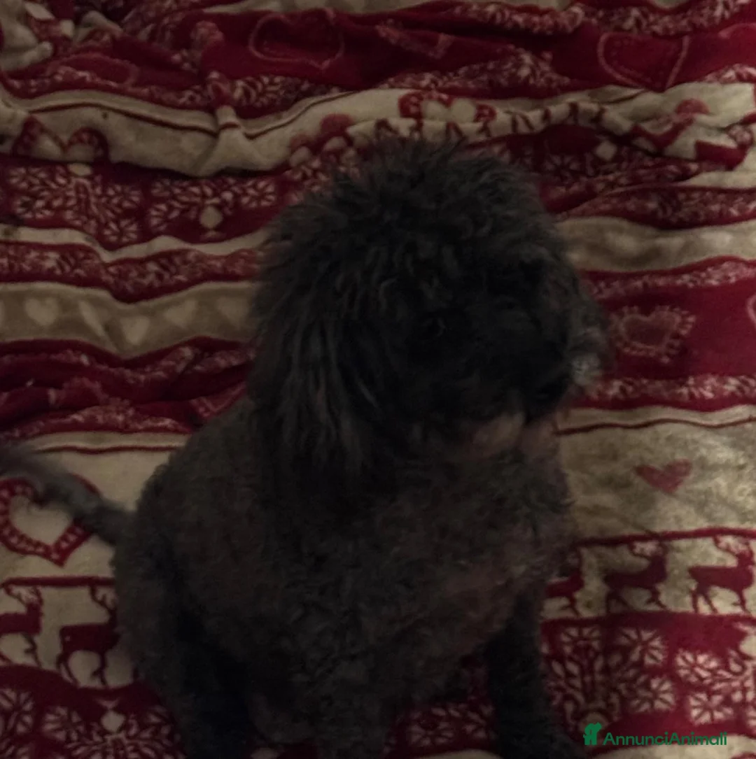 Barboncino Toy cani in vendita: Barboncino toy crema - Annuncio 2