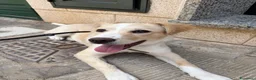 Meticcio cani in vendita: Vendo cagnolina  a Libero consorzio comunale di Caltanissetta - Annuncio 2