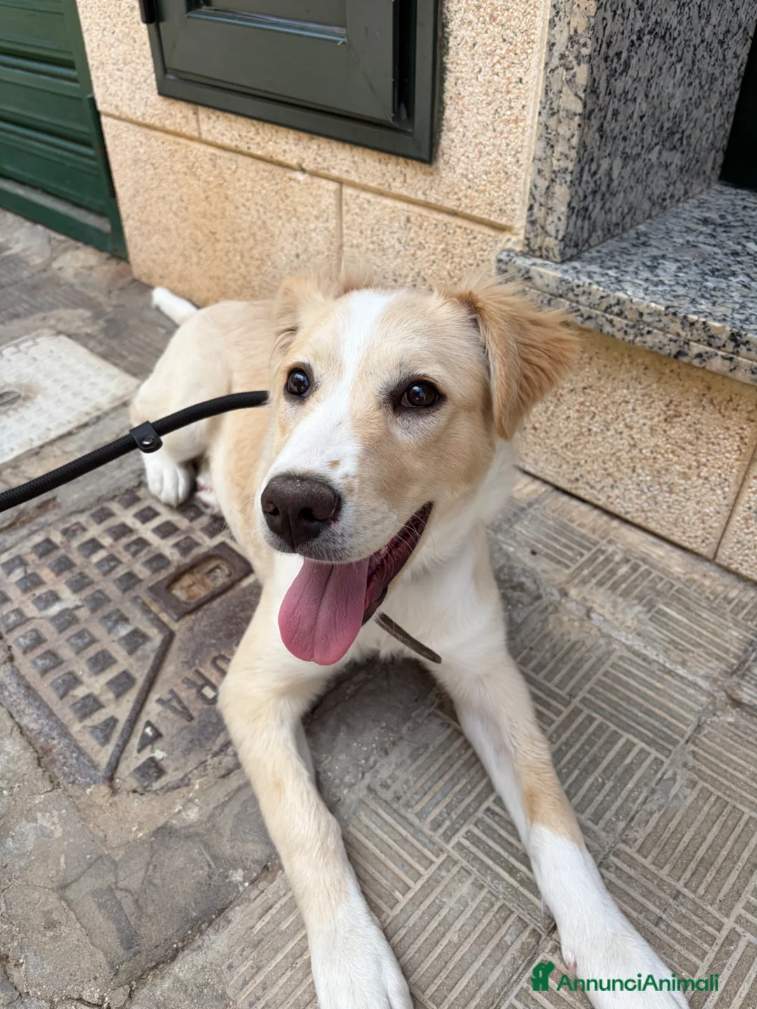 Meticcio cani in vendita: Vendo cagnolina  a Libero consorzio comunale di Caltanissetta - Annuncio 2