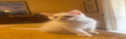 Siberiano gatti in vendita: Cucciolo Siberiano Neva - Annuncio 2
