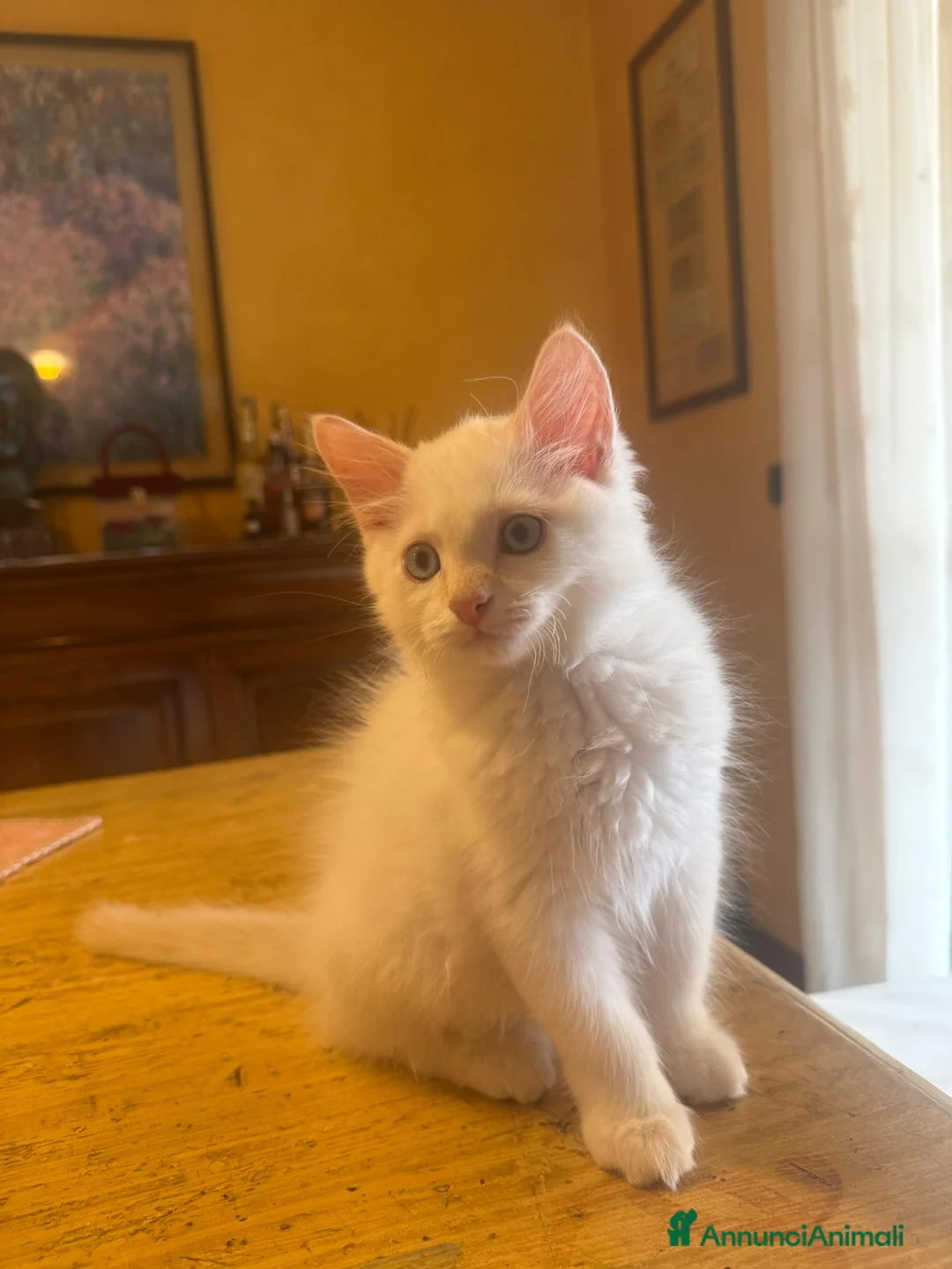 Siberiano gatti in vendita: Cucciolo Siberiano Neva - Annuncio 2