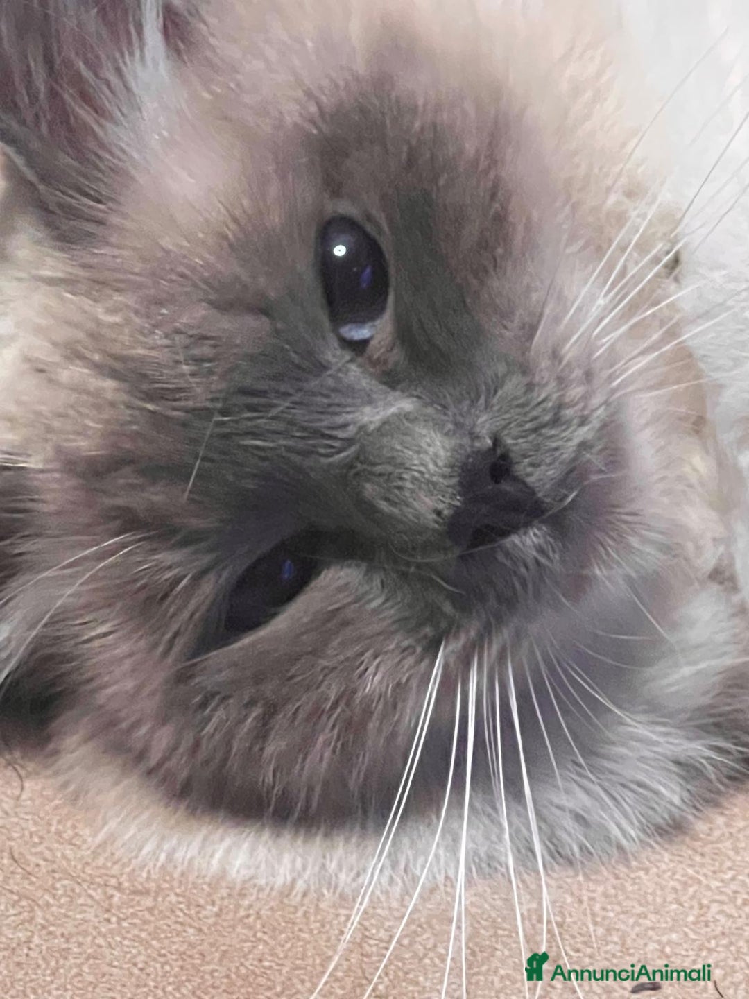 Sacro di Birmania gatti per accoppiamento: Sacro di Birmania per monte a Città Metropolitana di Torino - Annuncio 2