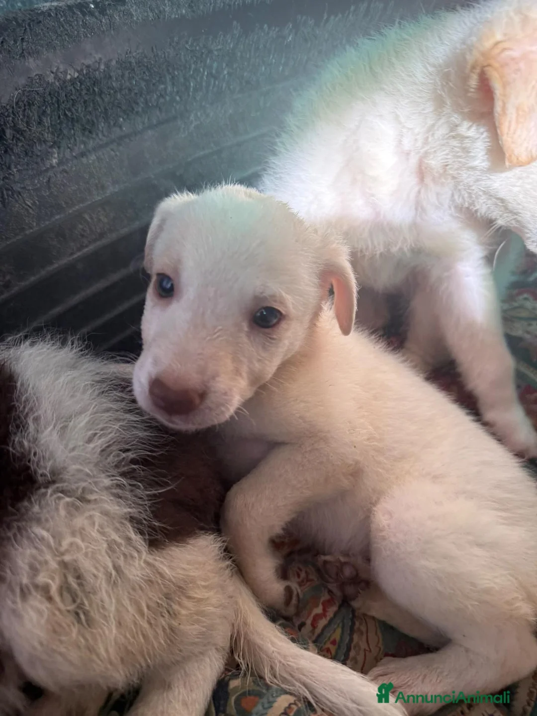 Meticcio cani in regalo: Nini, taglia media contenuta!  - Annuncio 2