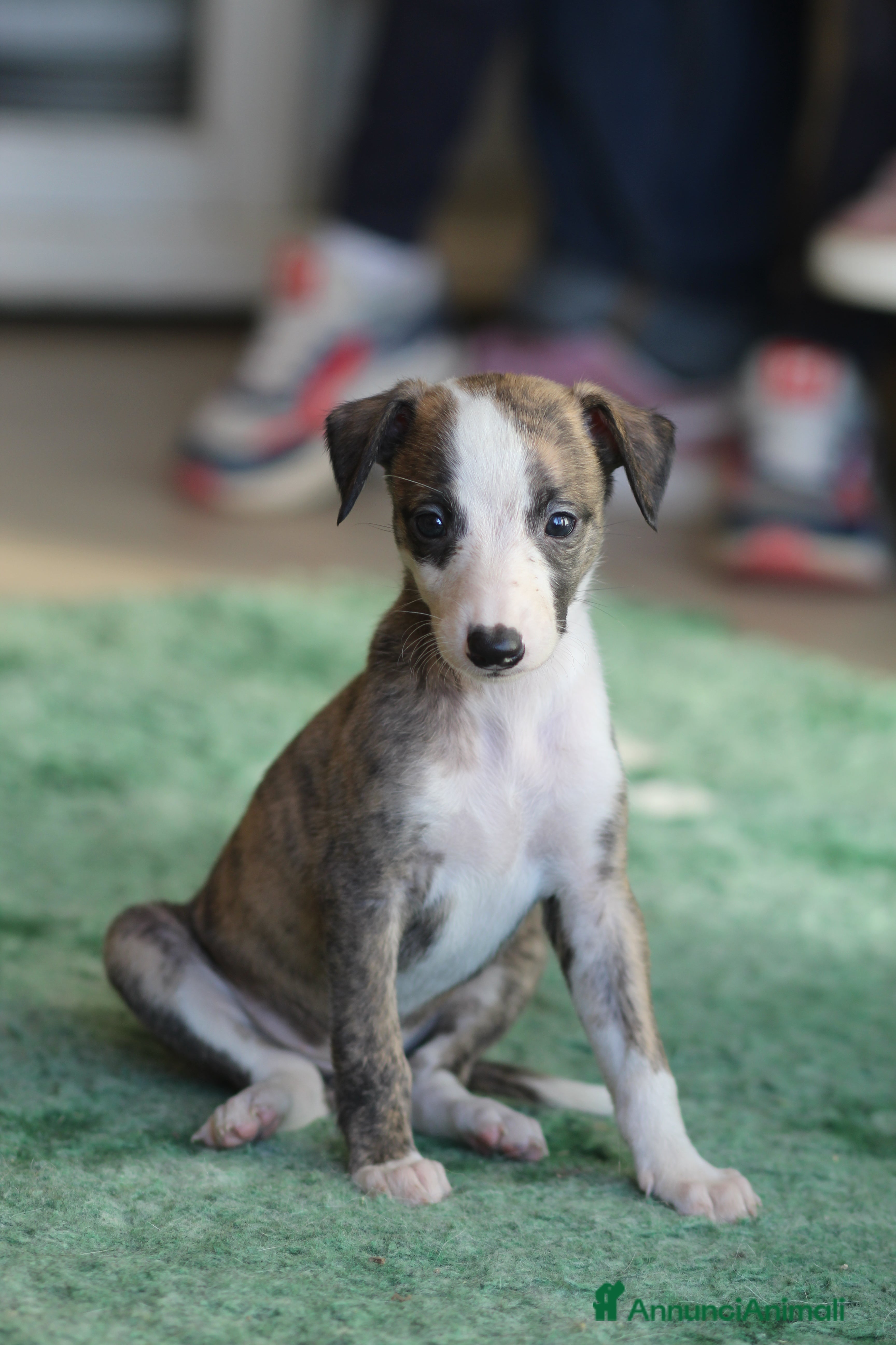 Whippet cani Cuccioli di whippet  - Annuncio 1