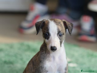 Whippet cani Cuccioli di whippet - Annuncio 1