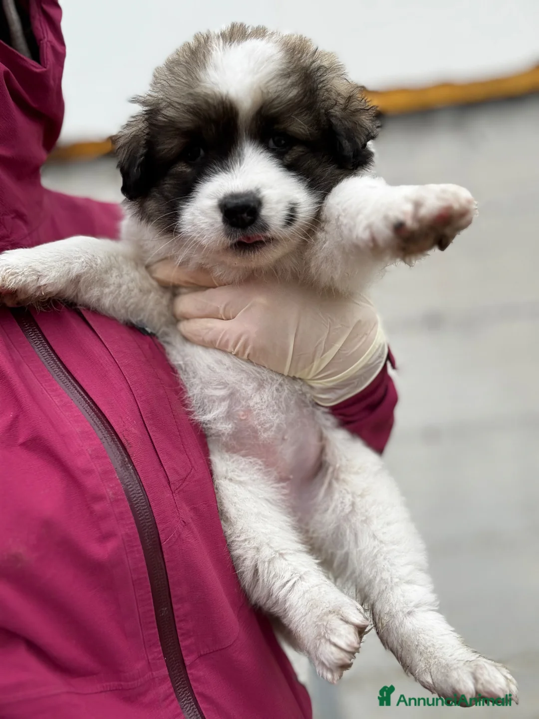 Meticcio cani in regalo: Meravigliosa cucciola socievole taglia gigante a Città Metropolitana di Genova - Annuncio 1