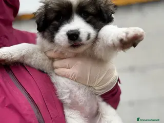 Meticcio cani Meravigliosa cucciola socievole taglia gigante - Annuncio 24