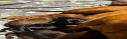 Pinscher Miniatura cani in vendita: Pinscher nano zwergpinscher  - Annuncio 1