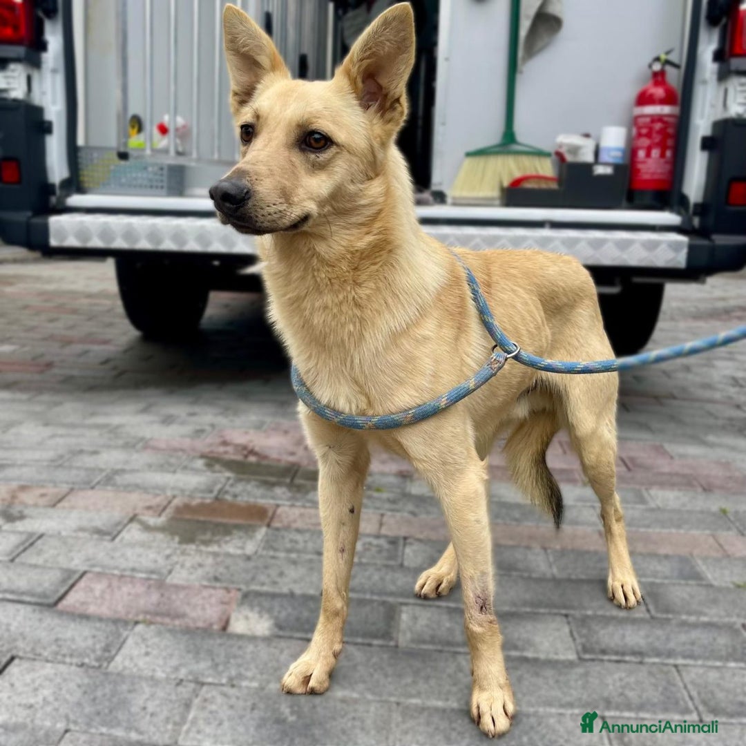 Meticcio cani in regalo: MANUEL CERCA CASA - Annuncio 13