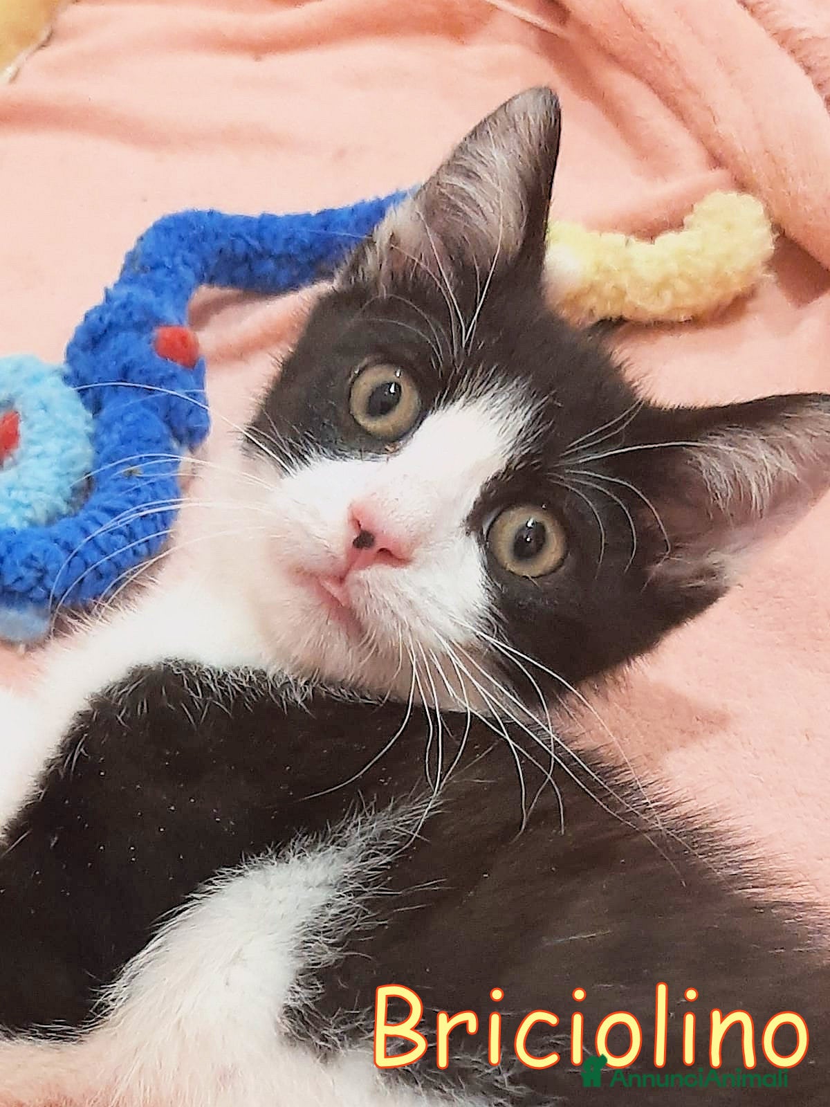 Europeo gatti BRICIOLINO PICCOLO GATTINO - Annuncio 6