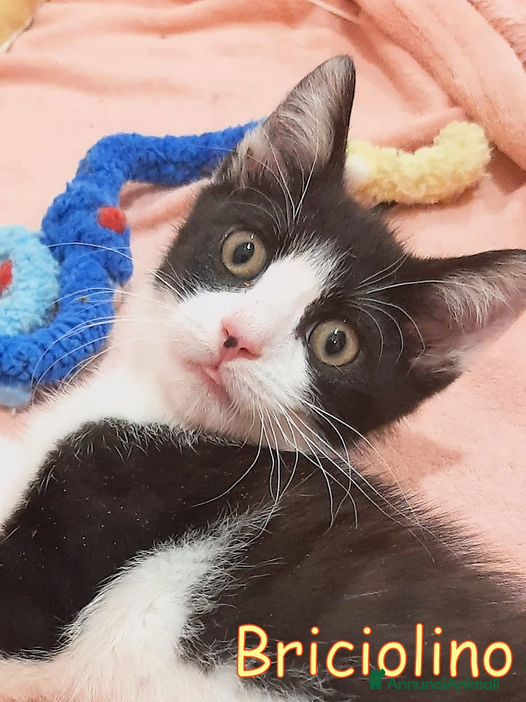 Europeo gatti in regalo: BRICIOLINO PICCOLO GATTINO - Annuncio 1