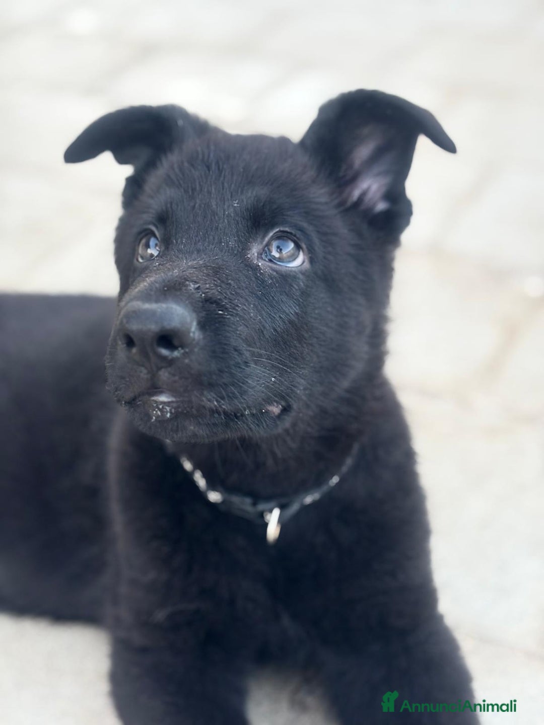 Pastore Tedesco cani in vendita: Disponibili cuccioli di pastore tedesco nero  a Provincia di Matera - Immagine 2