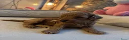 Barboncino Toy cani in vendita: Cuccioli di Barboncino Toy di Razza Pura - Annuncio 21