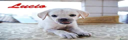 Labrador cani in regalo: Lucio dolce cucciolo incrocio labrador in adozione - Annuncio 3