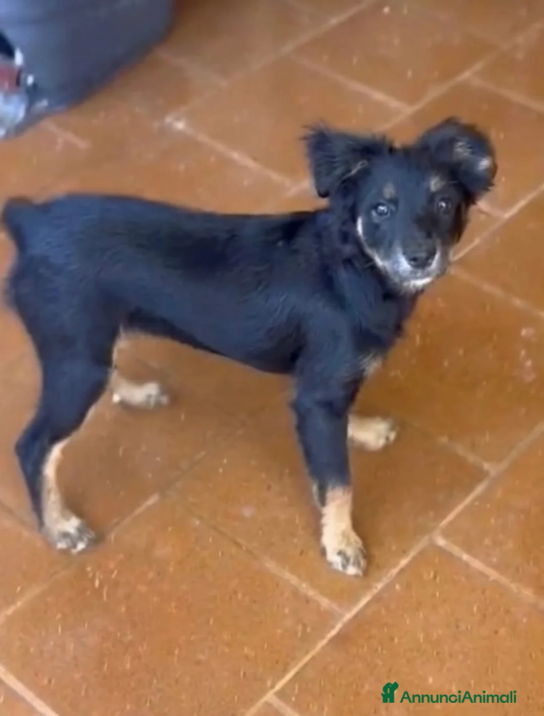 Meticcio cani in regalo: Alma  - Annuncio 2