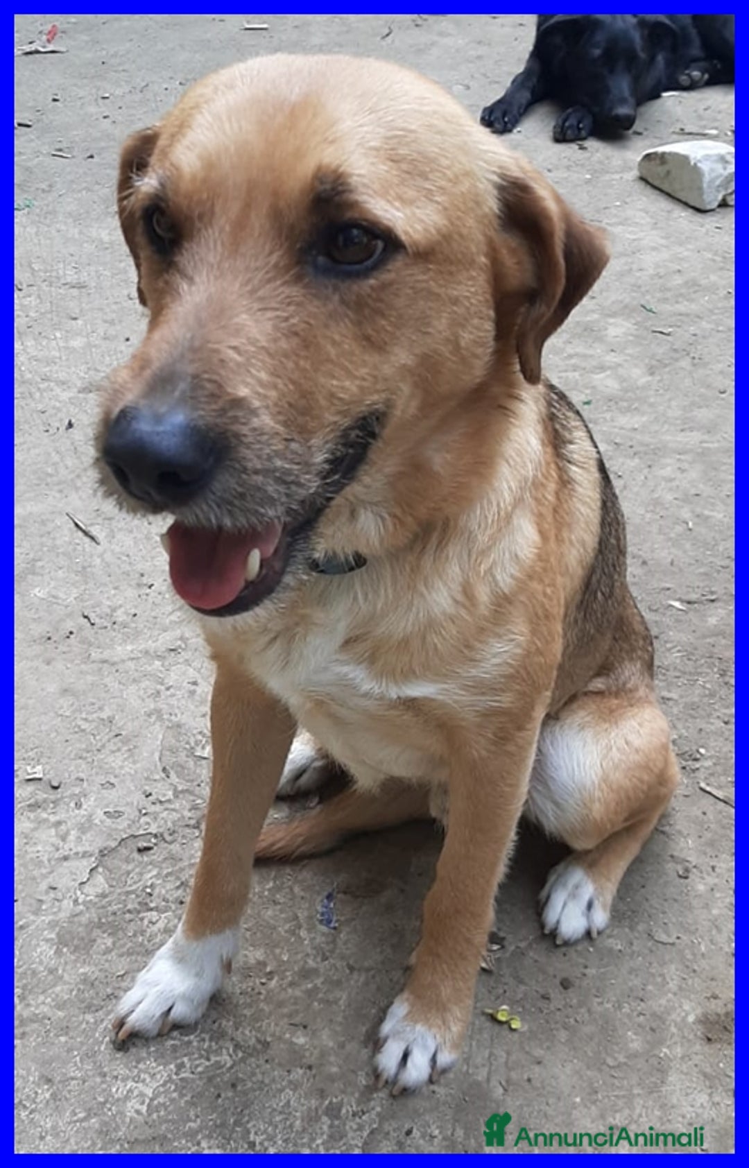 Meticcio cani in regalo: GULLIVER 7anni simpatico e bravo con tutti! 15kg - Annuncio 3