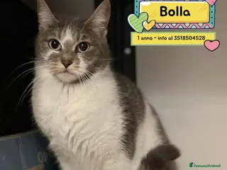Europeo gatti BOLLA dolce micina 1 anno cerca casa in adozione - Annuncio 11