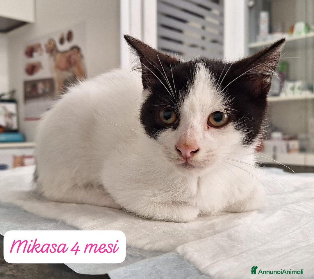 Europeo gatti in regalo: Gattini desiderosi di trovare famiglia  - Annuncio 8