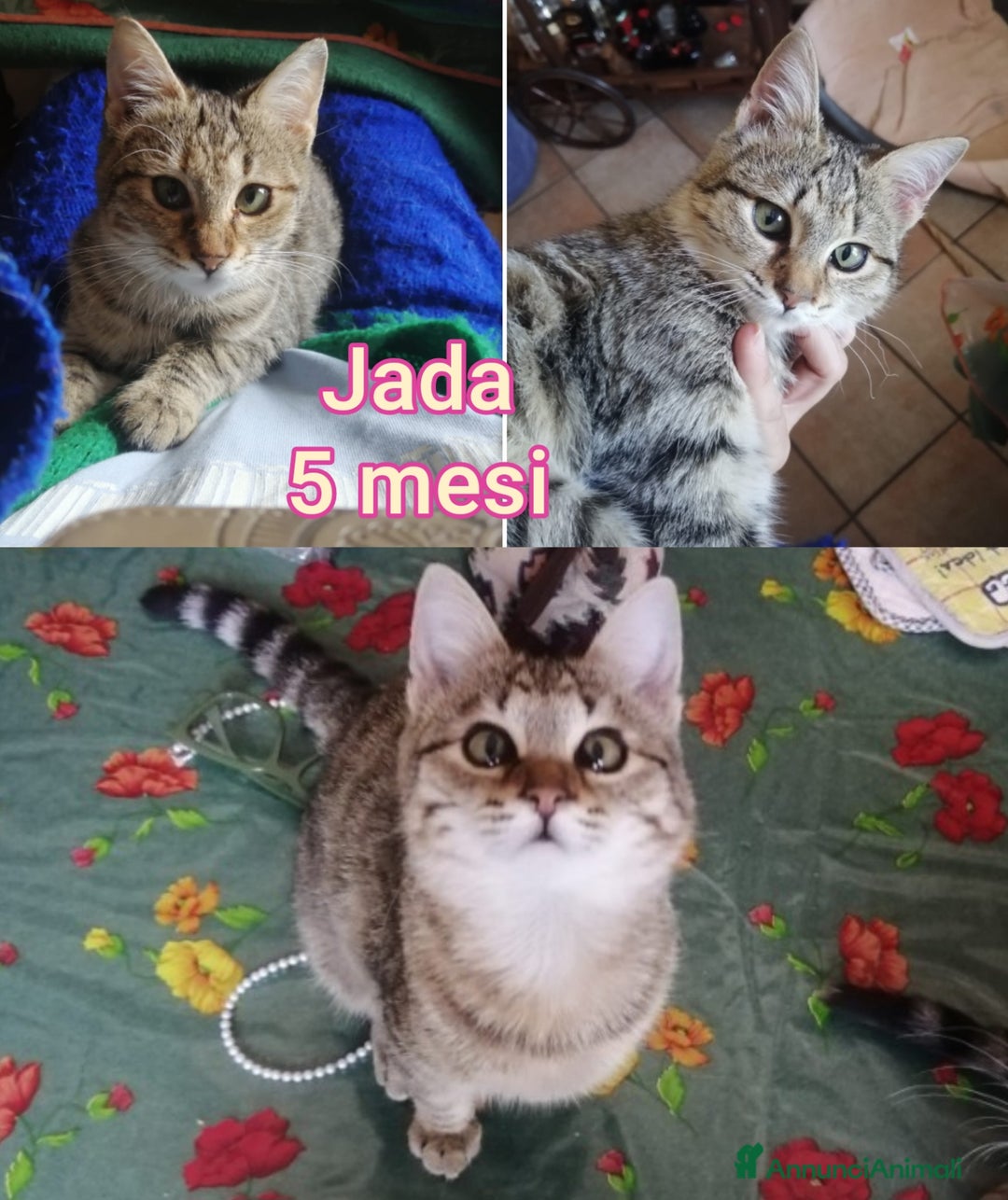 Europeo gatti in regalo: GATTINI ESCLUSI DA TUTTI  - Annuncio 4