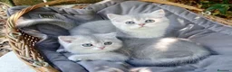 Scottish gatti in vendita: Gattini Scottish Straight e Fold - Annuncio 4