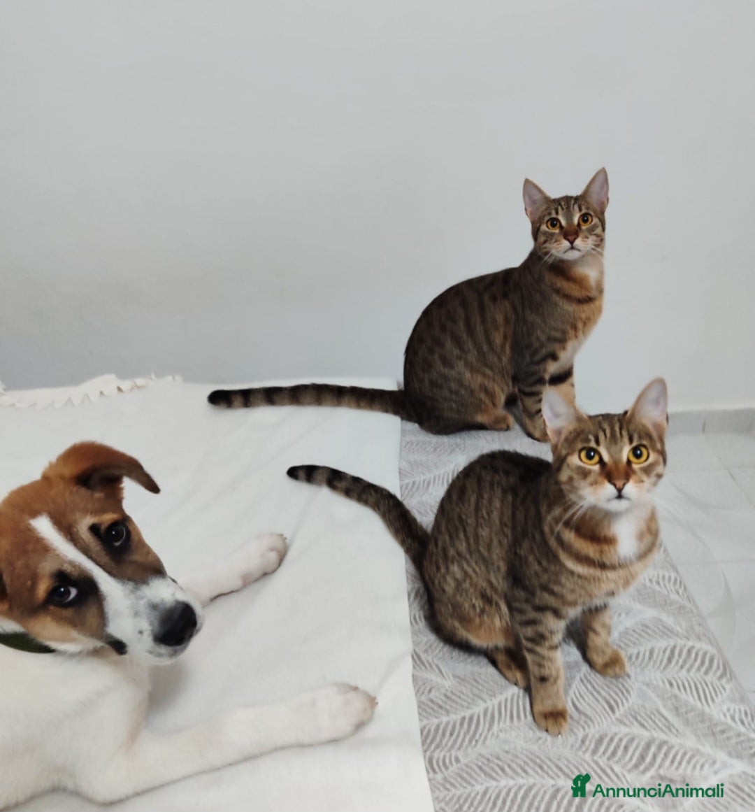 Europeo gatti in regalo: 2mici tigrati grigi 7mesi e 1/2 SOS CASA BARI - Annuncio 4