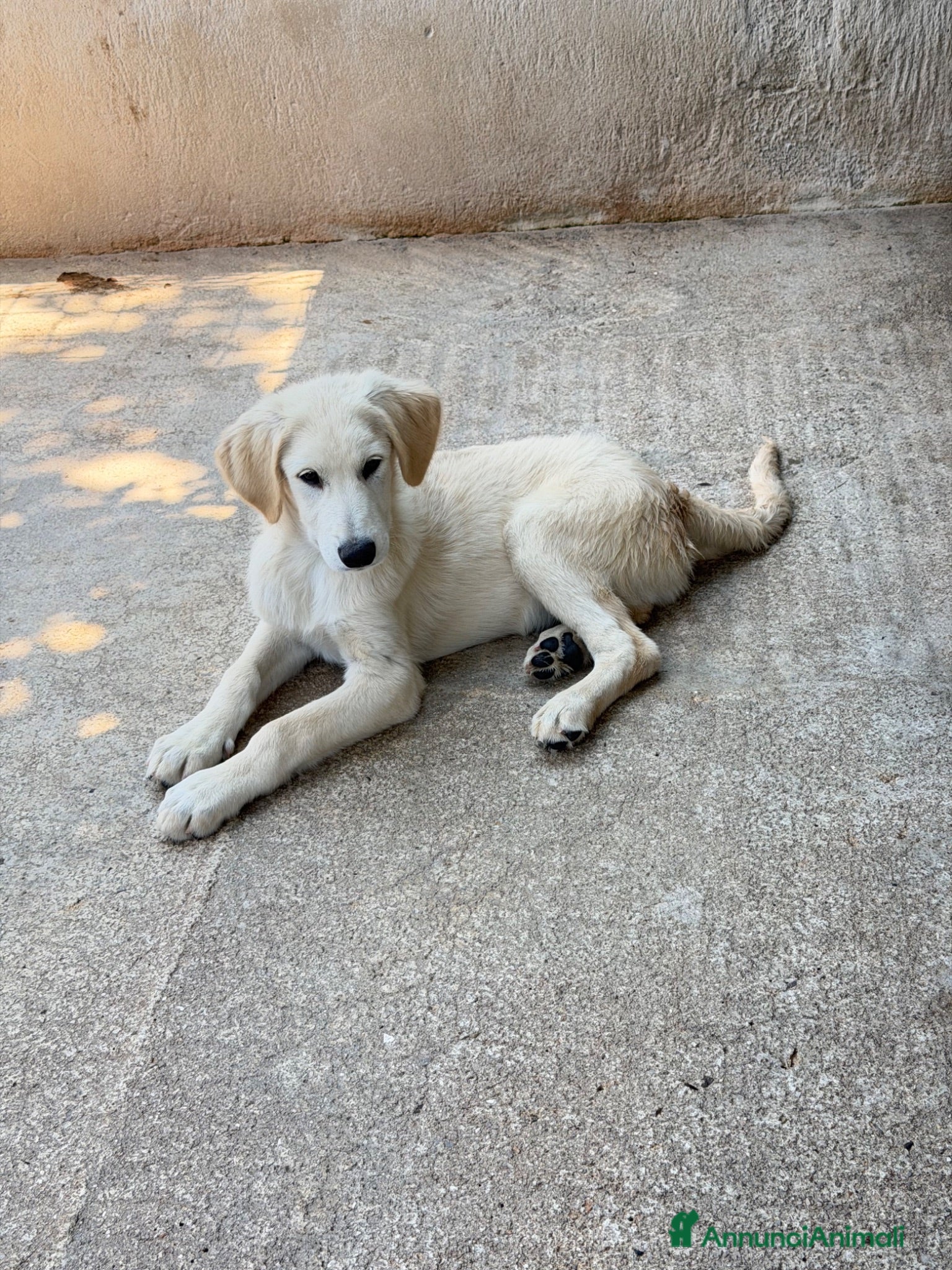 Meticcio cani Roan  - Annuncio 2