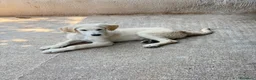 Meticcio cani in regalo: Roan  a Provincia di Ferrara - Annuncio 1