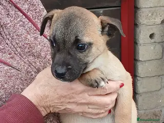 Meticcio cani IL CUCCIOLO ROMEO CERCA CASA, IN ADOZIONE - Annuncio 2