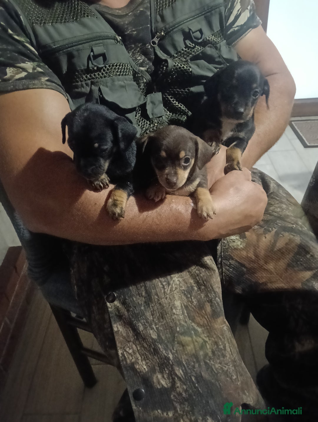 Bassotto cani in vendita: Cuccioli pastori tedesco - Annuncio 2