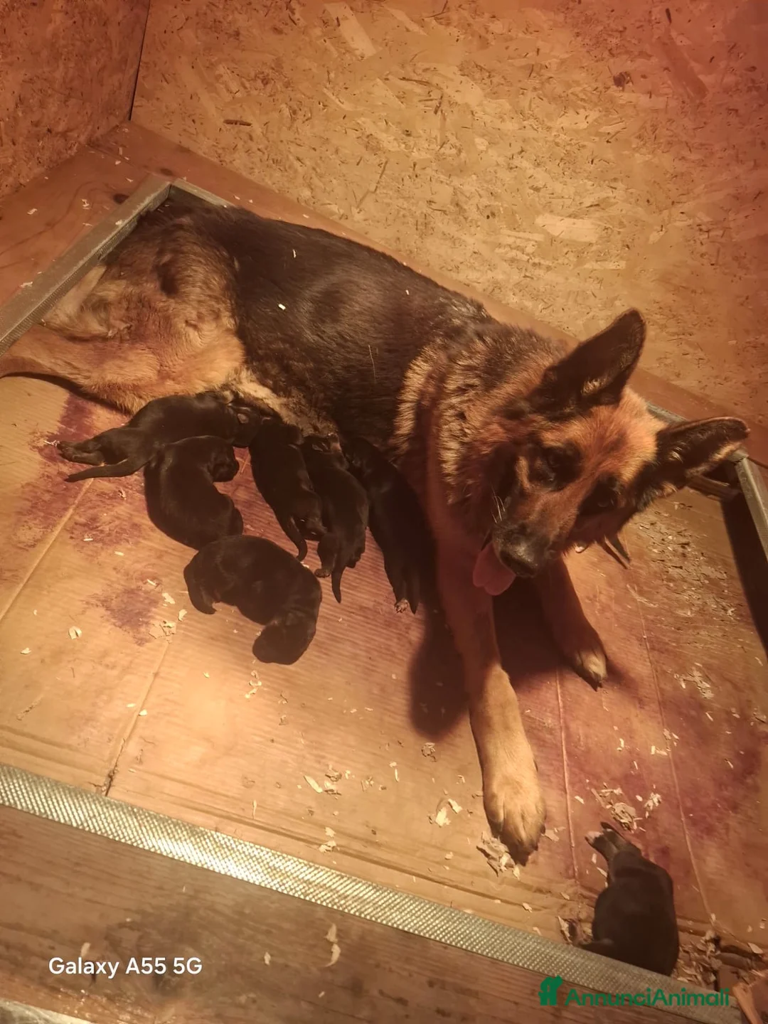 Pastore Tedesco cani in vendita: Cuccioli pastore tedesco a Provincia di Ravenna - Annuncio 1