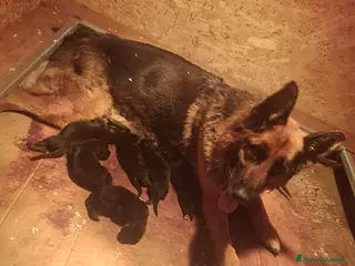 Pastore Tedesco cani Cuccioli pastore tedesco - Annuncio 2