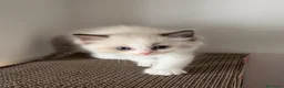 Ragdoll gatti in vendita: Gattino Ragdoll con pedigree - Annuncio 6