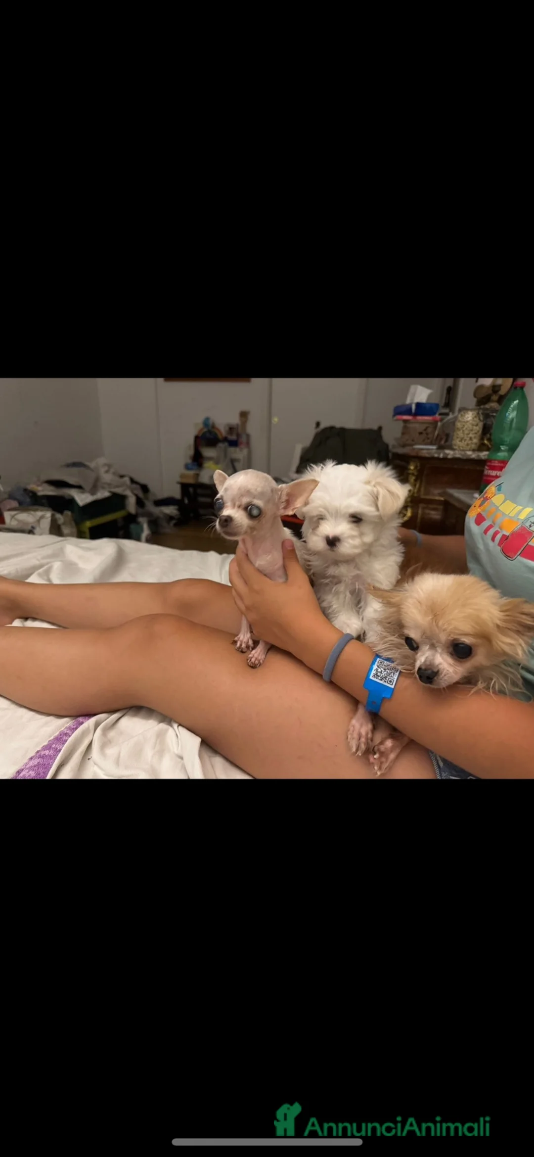 Maltese cani in vendita: Maltese MiniToy  - Annuncio 2