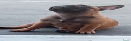Bulldog Francese cani in vendita: Cuccioli bulldog francese  a Provincia di Ferrara - Annuncio 4
