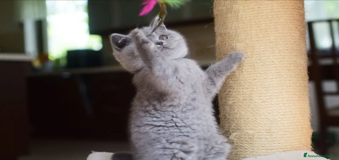 Immagine della galleria {{count}}