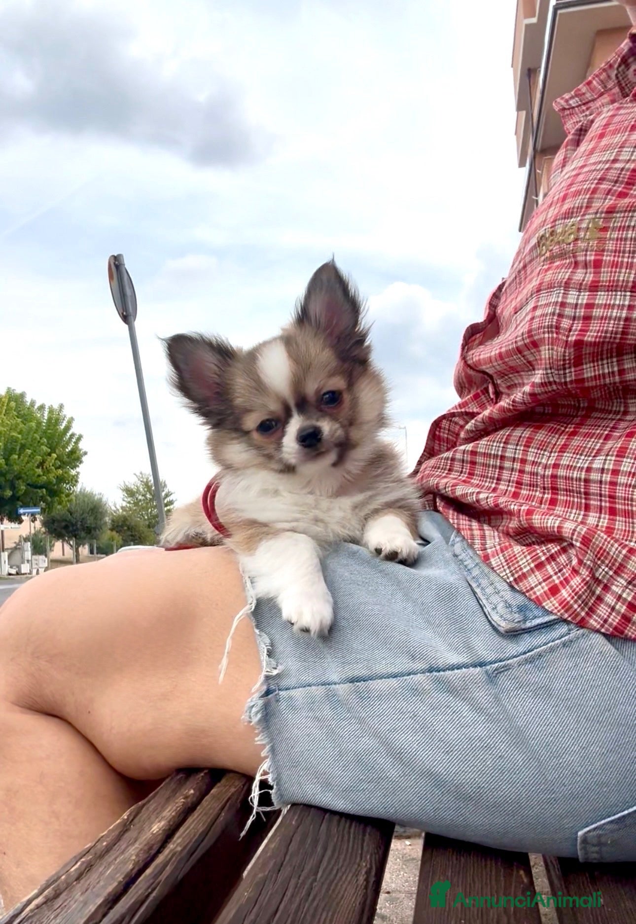 Chihuahua cani cuccioli maschi pelo lungo con pedigree ENCI/FCI - Annuncio 27