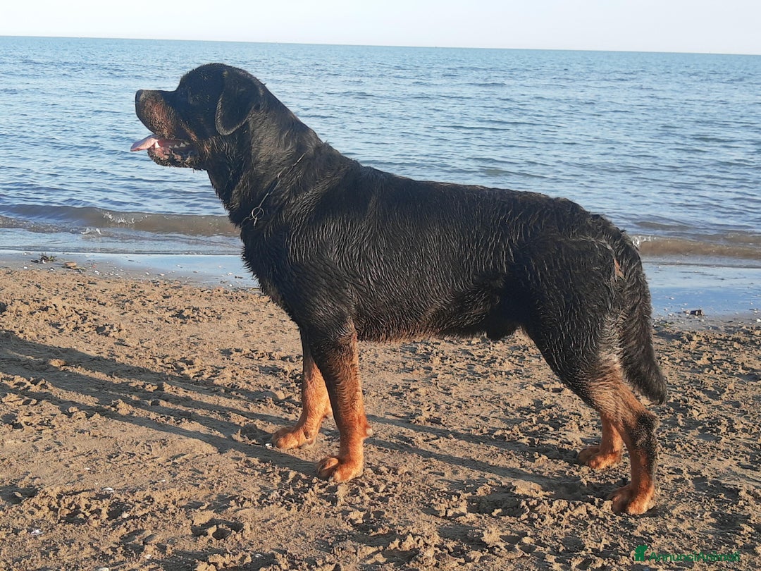 Immagine della galleria {{count}}