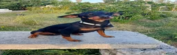 Meticcio cani in regalo: Cuccioletti di piccola taglia - Annuncio 10