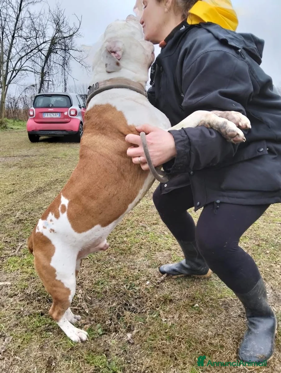 Meticcio cani in regalo: KING 💙 - adozione del cuore URGENTE. 😢 - Annuncio 4