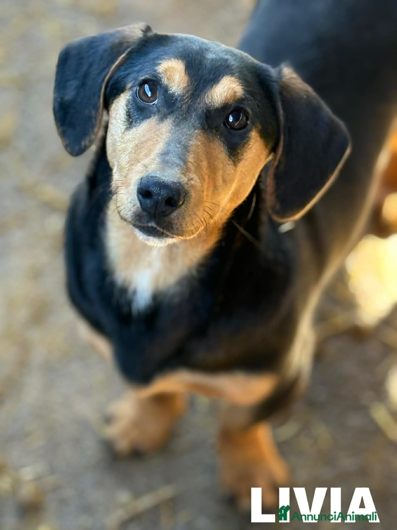 Meticcio cani LIVIA, mix bassottina super coccolona! - Annuncio 2