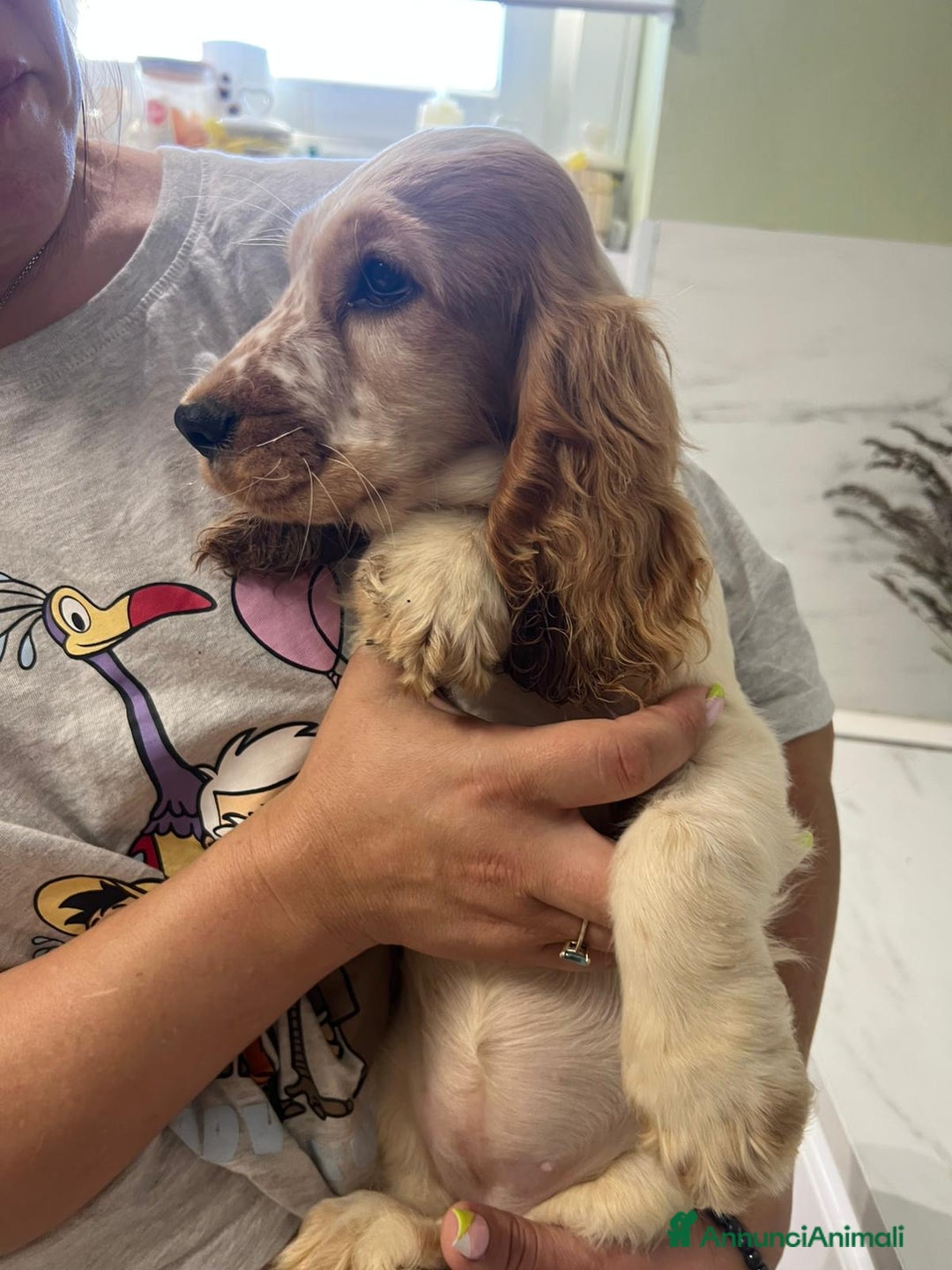 Cocker cani in vendita: Cocker Spaniel  a Provincia di Pescara - Immagine 7