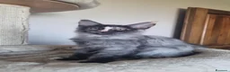 Maine Coon gatti in vendita: Cuccioli di Maine Coon  - Annuncio 5