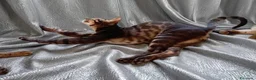Bengala gatti in vendita: Bengala gattini maschio e femmina  - Annuncio 3